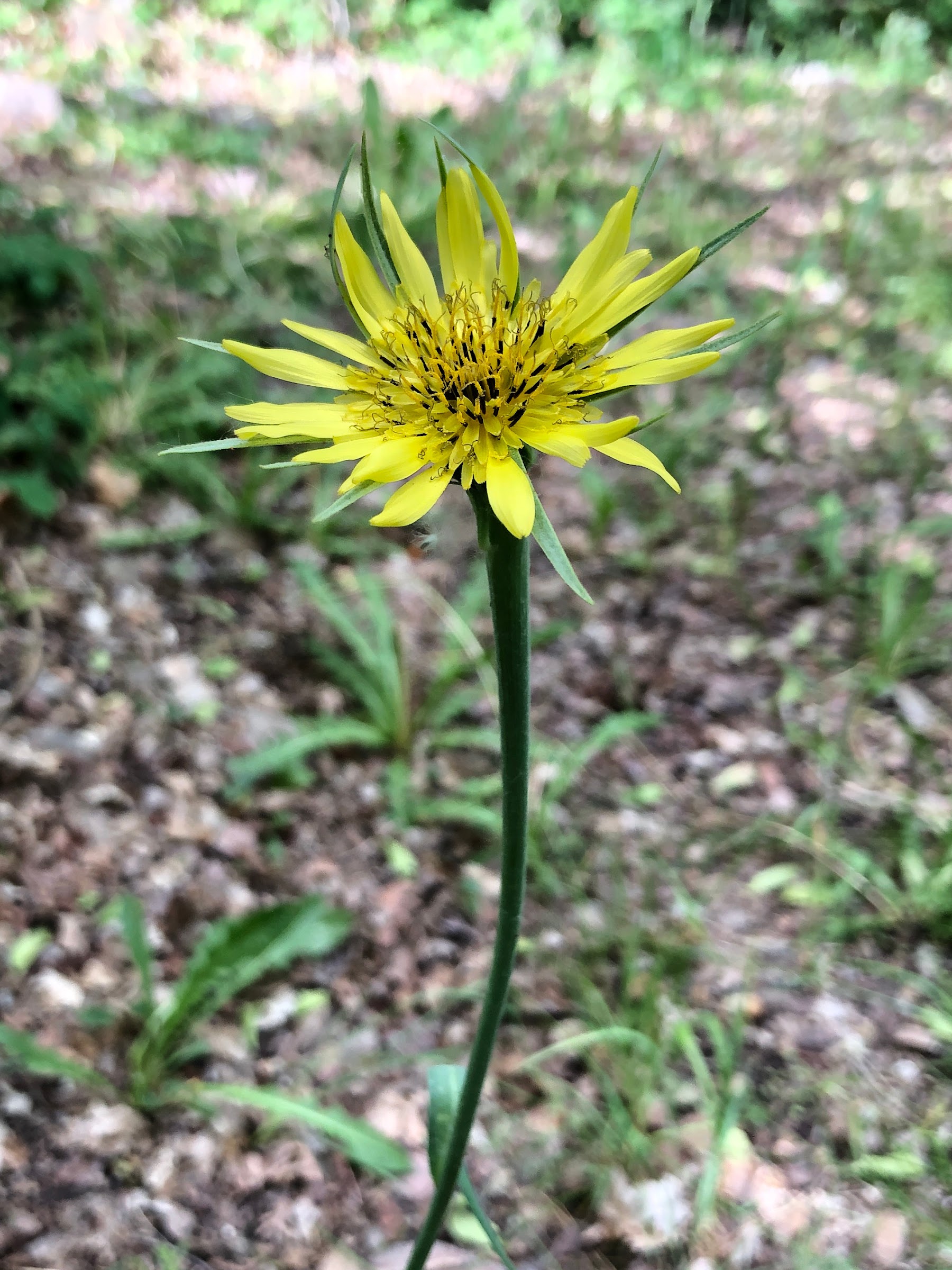 Tragopogon dubium