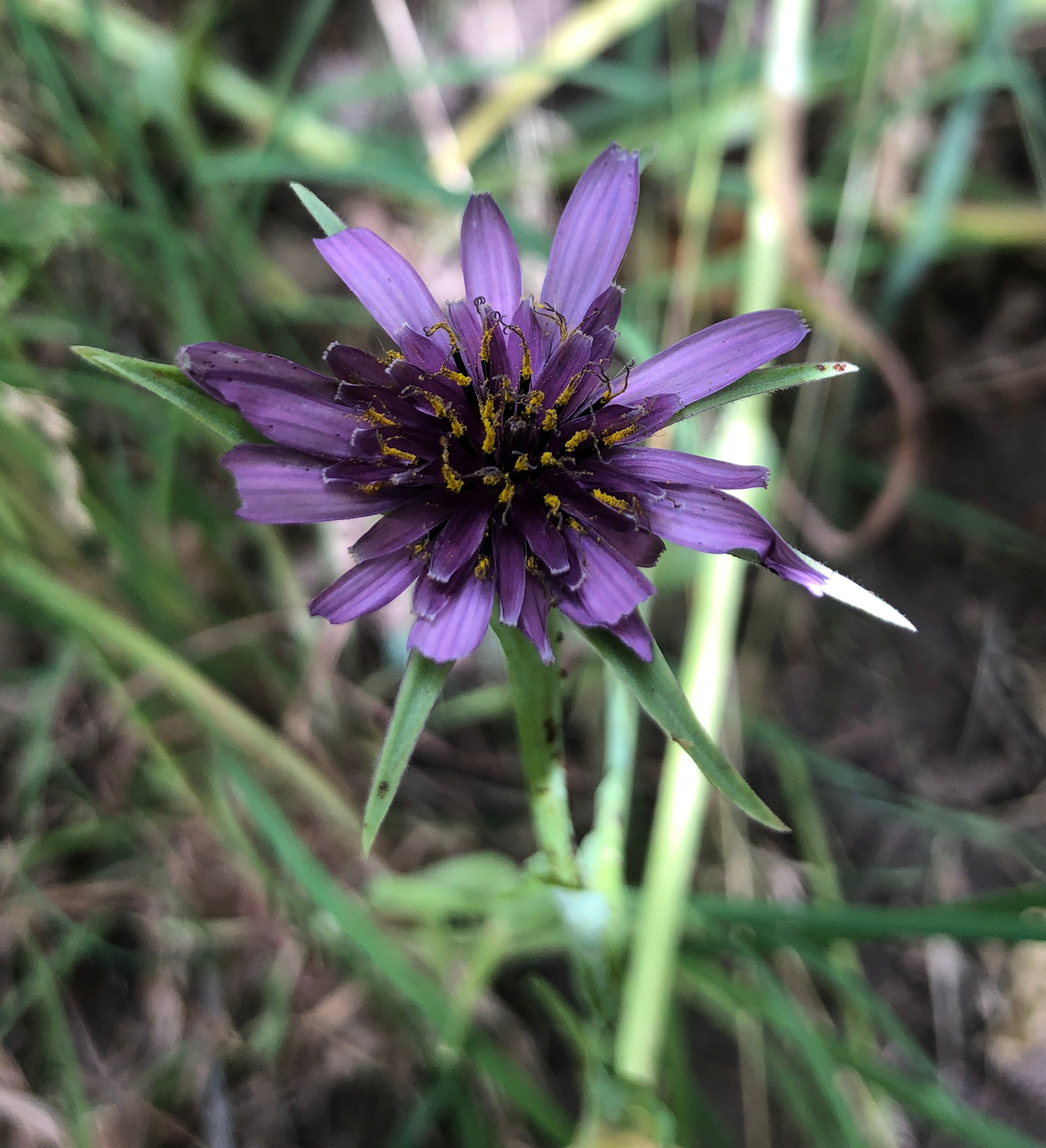 Tragopogon porrifolius