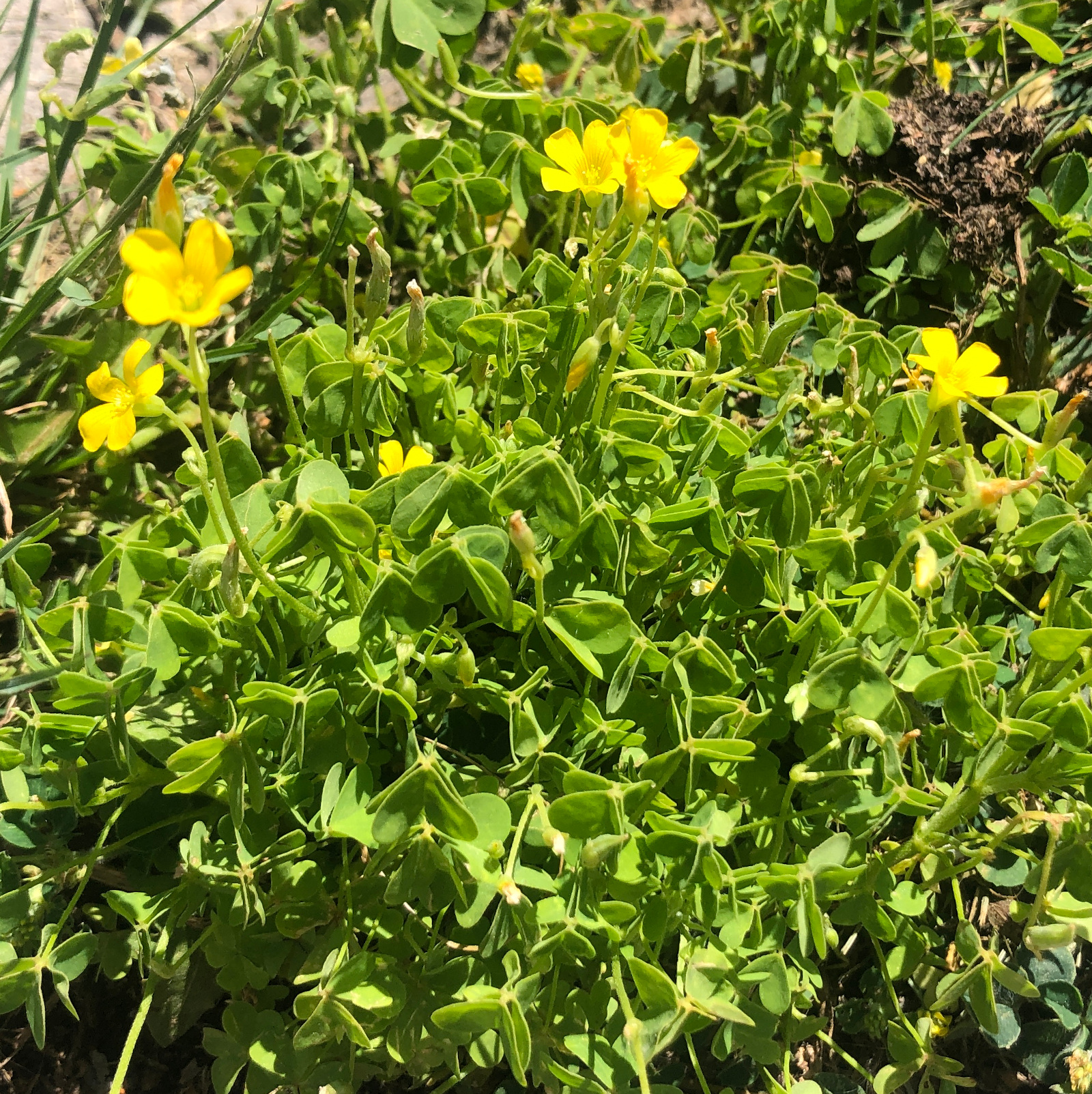 Oxalis corniculata afternoon