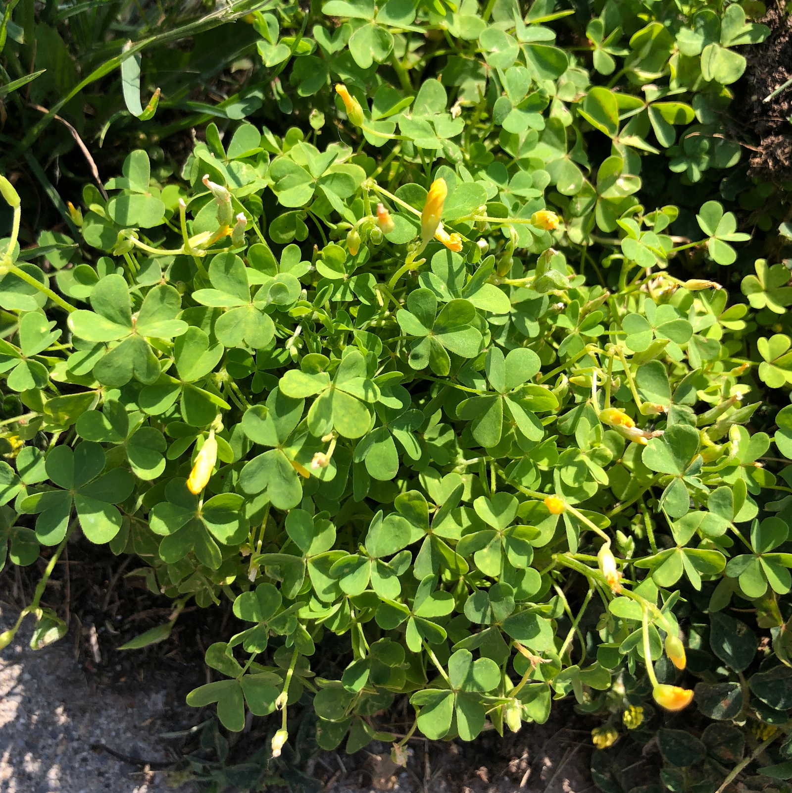 Oxalis corniculata morning