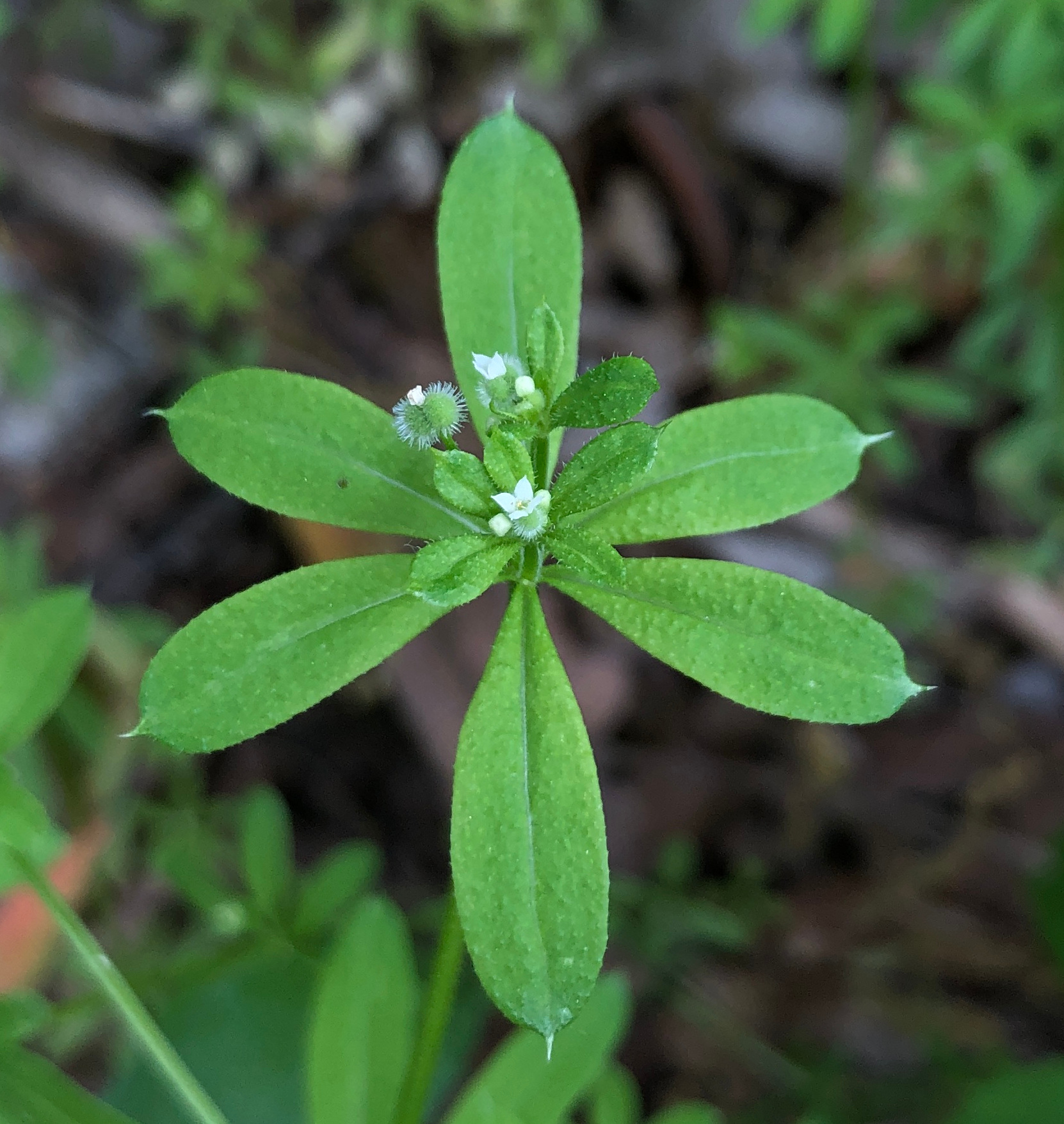Galium aparine