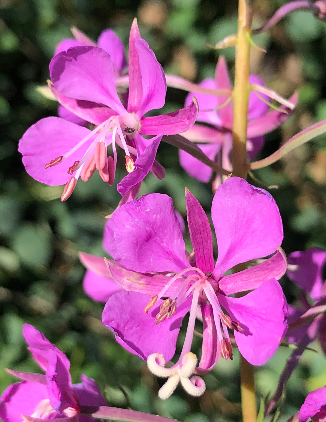 Epilobium angustifolium