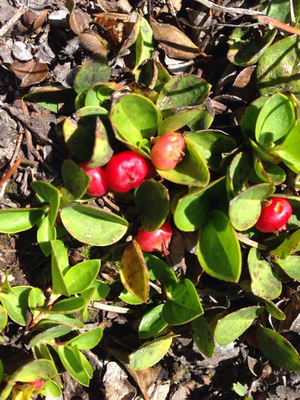 Gaultheria humifusa