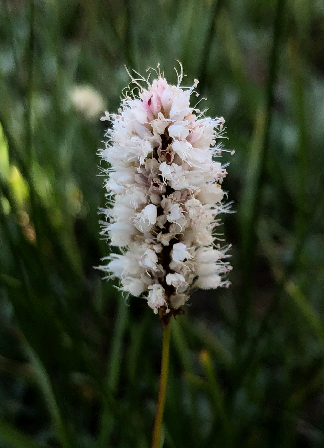 Bistorta bistortoides