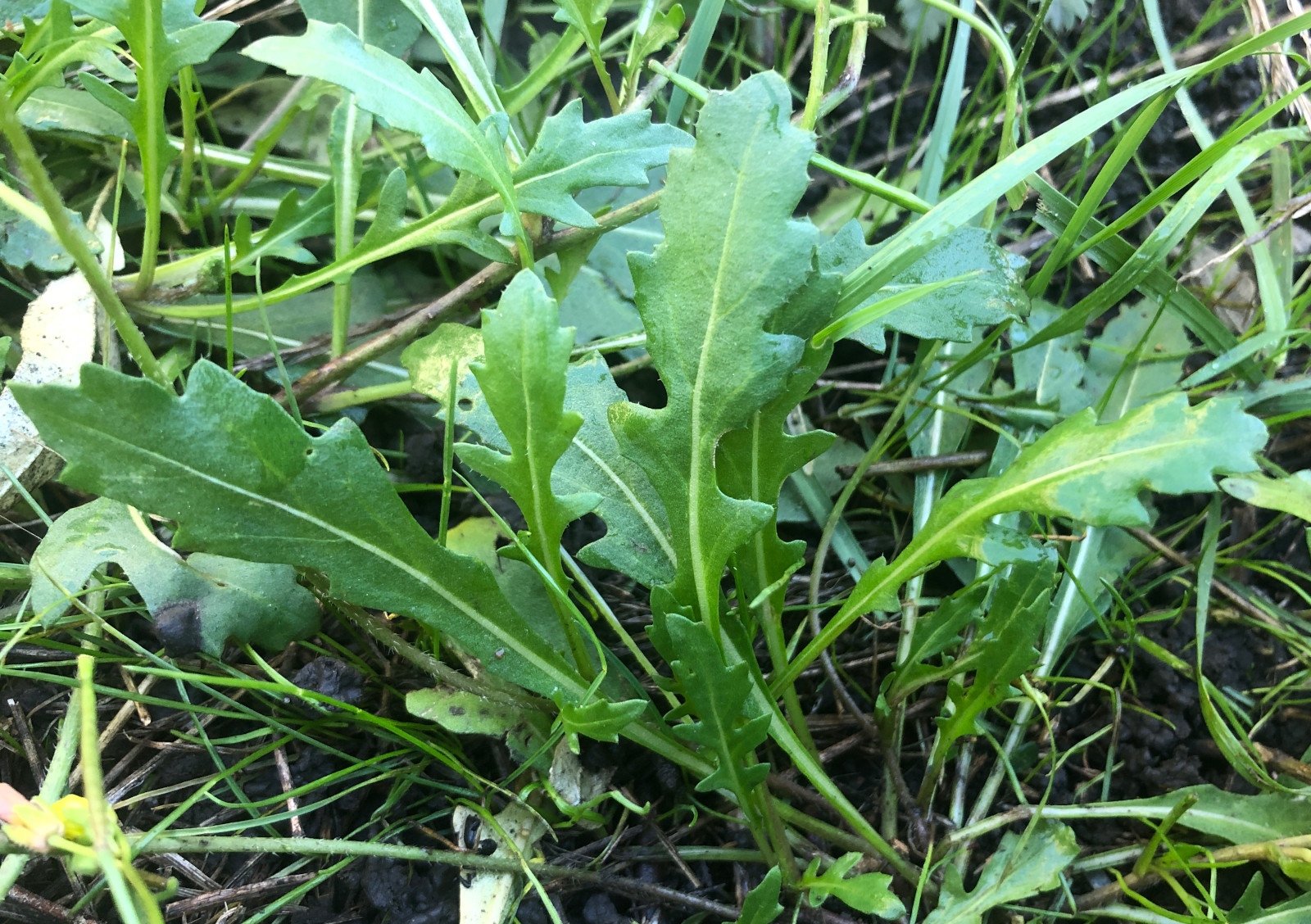 Diplotaxis muralis leaves