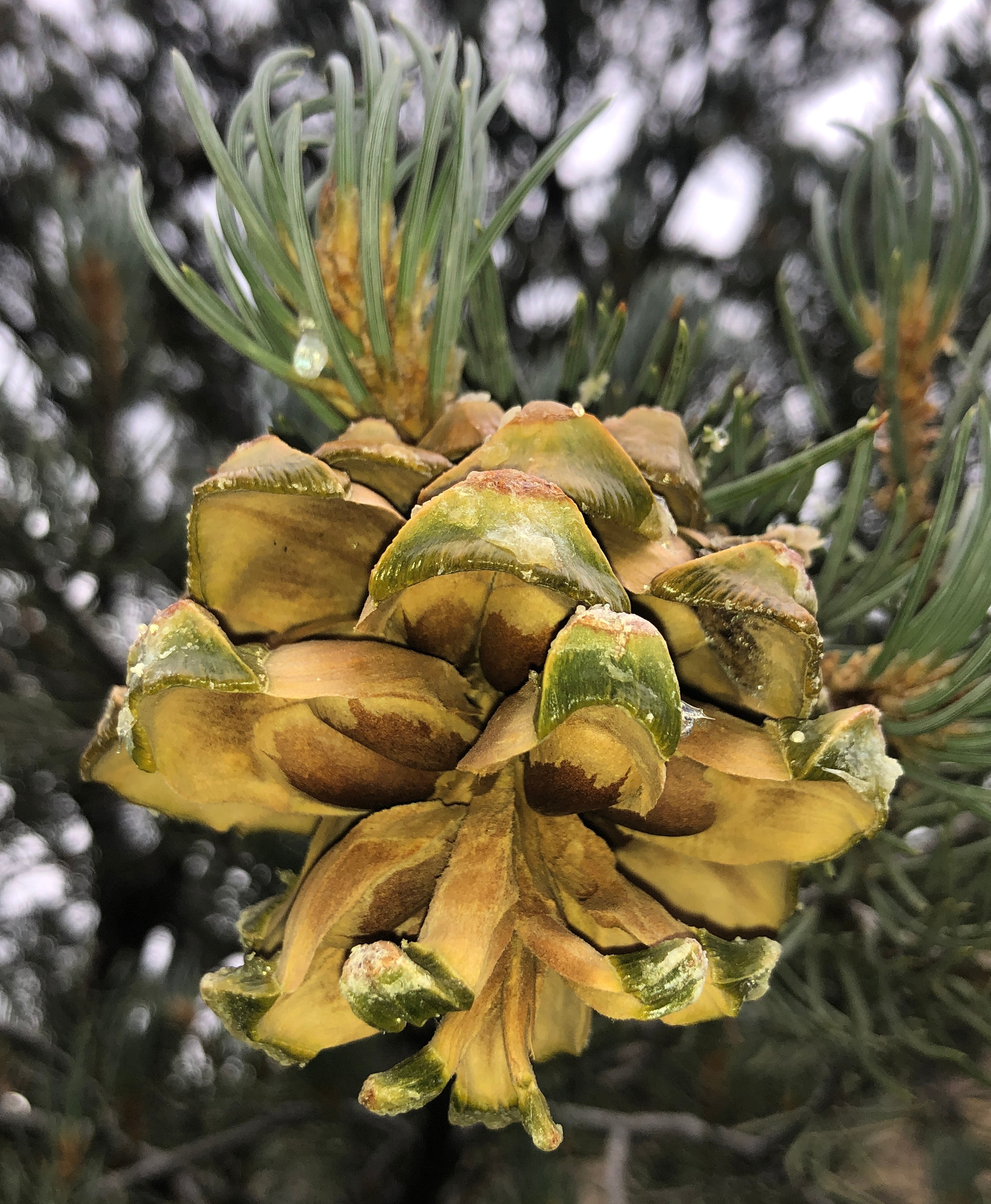 Pinus monophylla cone