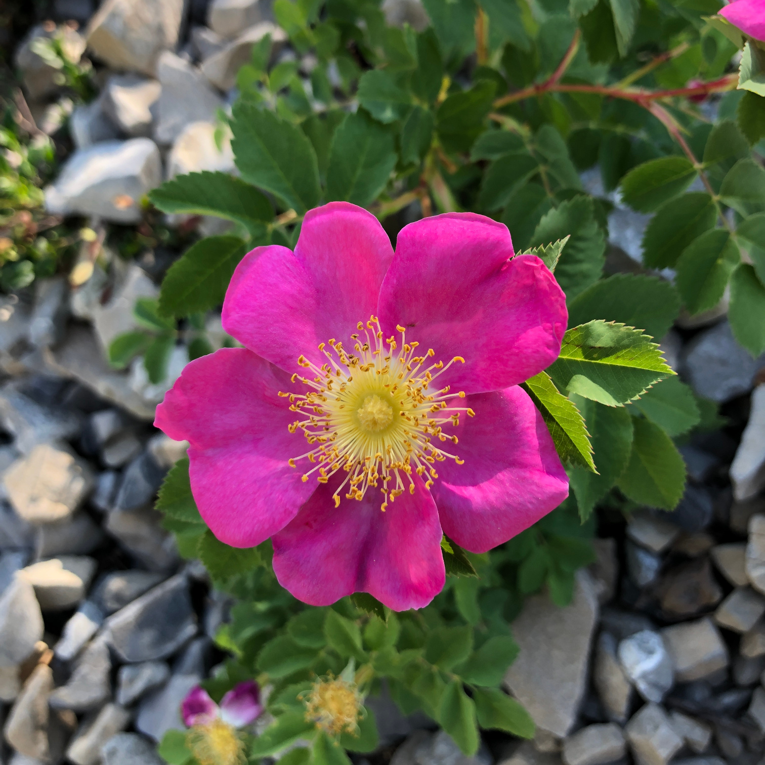 Rosa woodsii