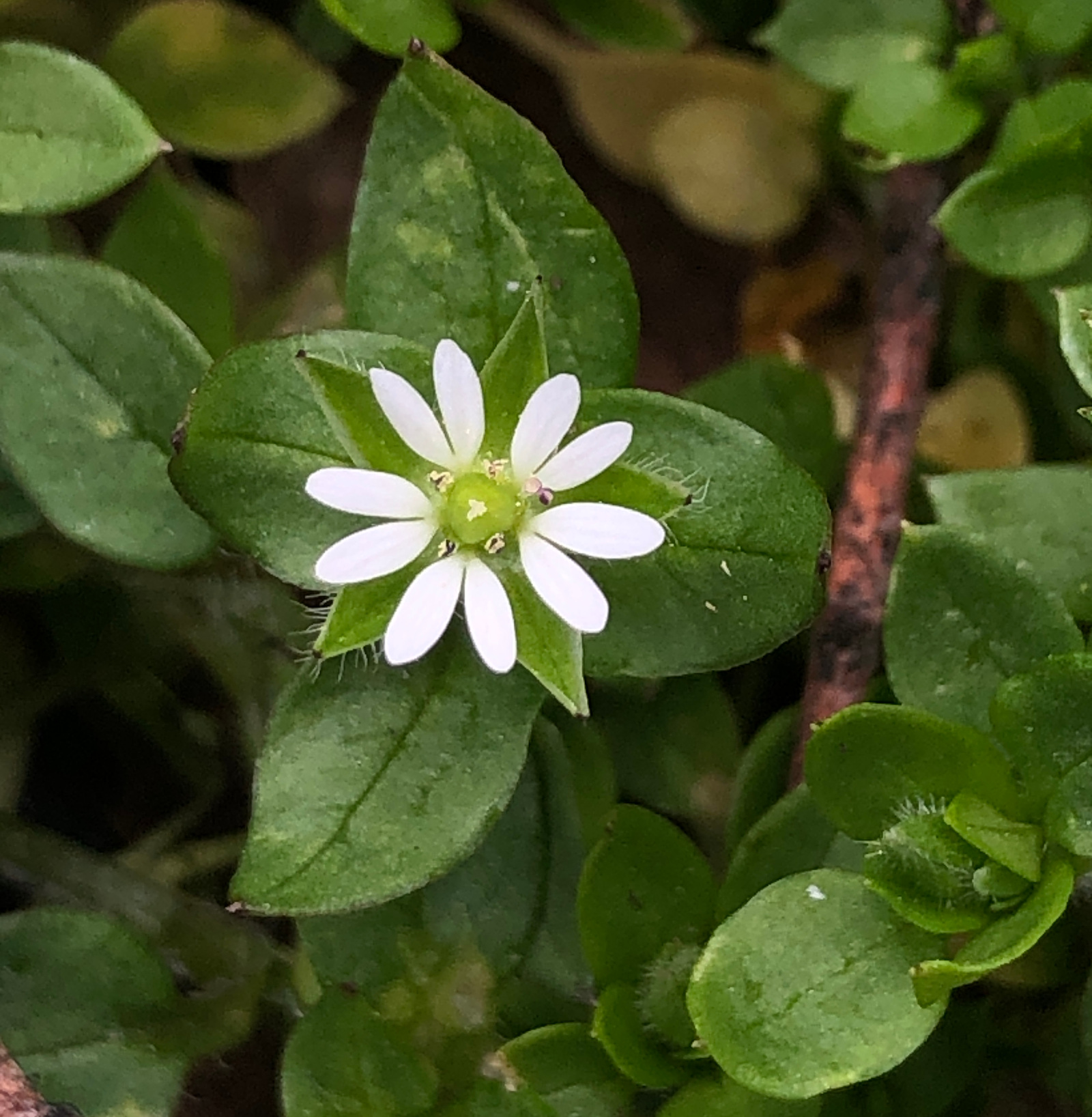 Stellaria media