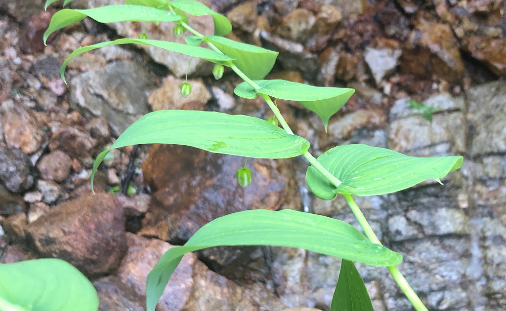 Streptopus amplexifolius