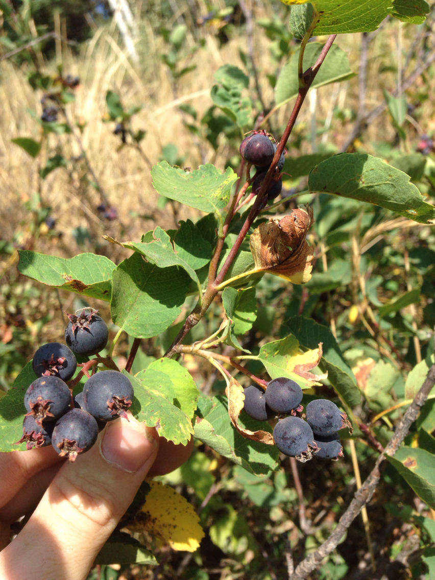 Amelanchier alnifolia